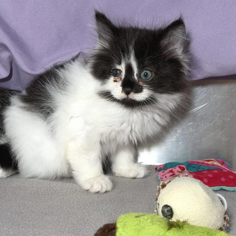 Percy Avail  at thumbnail 2