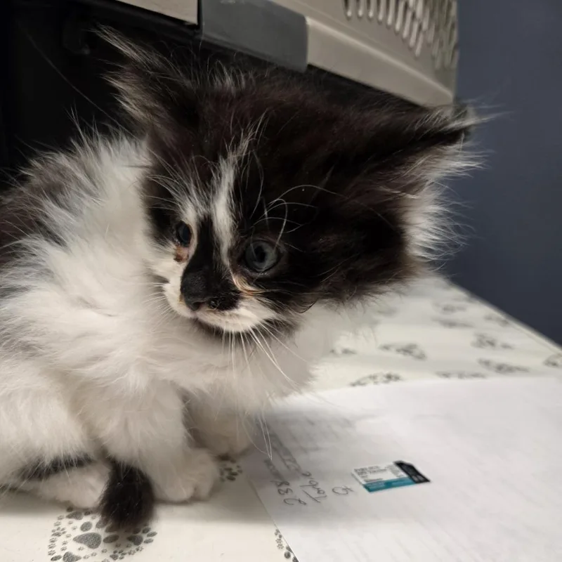 Percy Avail  at thumbnail 3