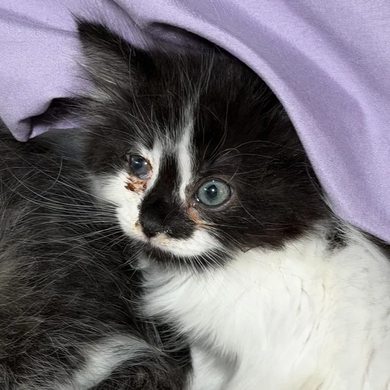 Percy Avail  at thumbnail 4
