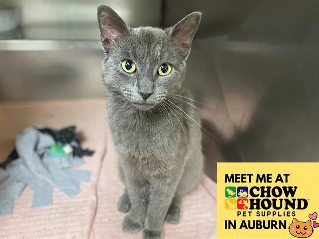 A young medium-sized male Domestic Short Hair cat named Rio for adoption in Fort Wayne, IN