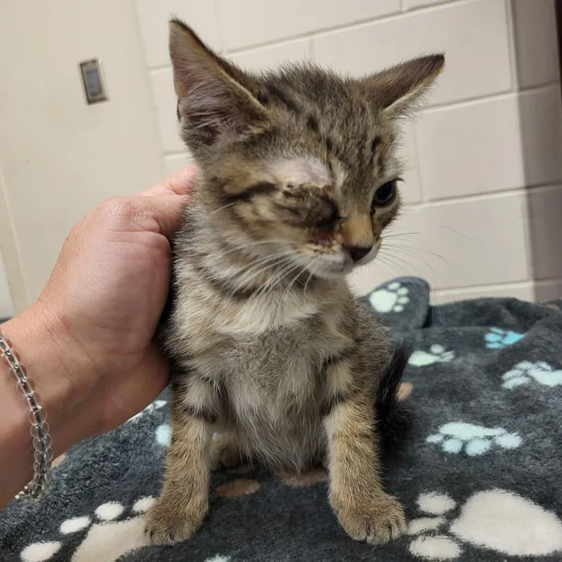 A baby small-sized male Gray / Blue / Silver Domestic Short Hair cat named Kevin for adoption in Lake Panasoffkee, FL