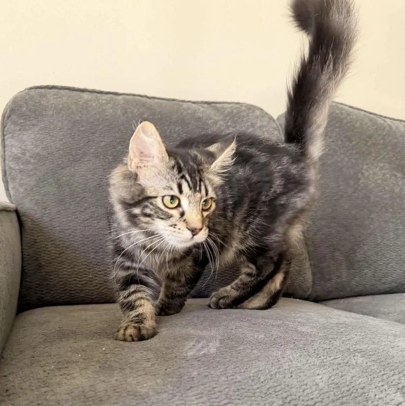 A baby small-sized male Domestic Long Hair cat named Ruffles for adoption in Gladstone, OR