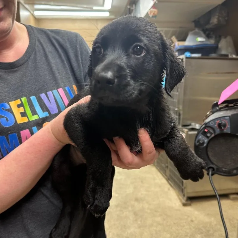 A baby medium-sized female Black Labrador Retriever dog named Maureen for adoption in Newfoundland, NJ