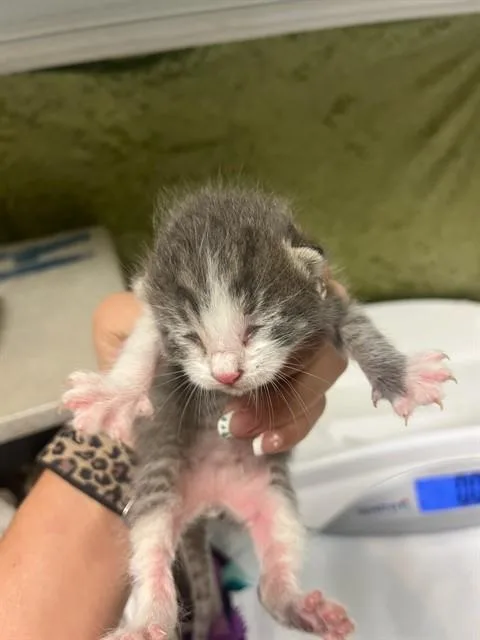 A baby small-sized male Domestic Short Hair cat named Butters for adoption in Riverside, CA