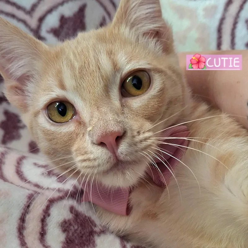 A baby small-sized female Tabby (Orange / Red) Domestic Short Hair cat named Cutie for adoption in Fullerton, CA