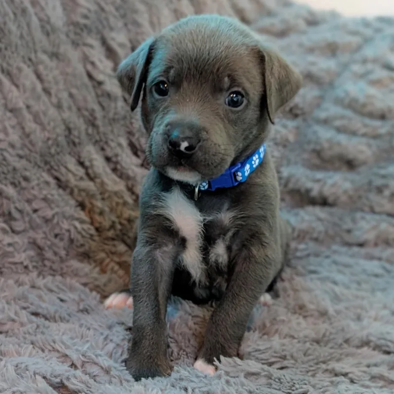 Birdie Pup  Sparrow thumbnail 2