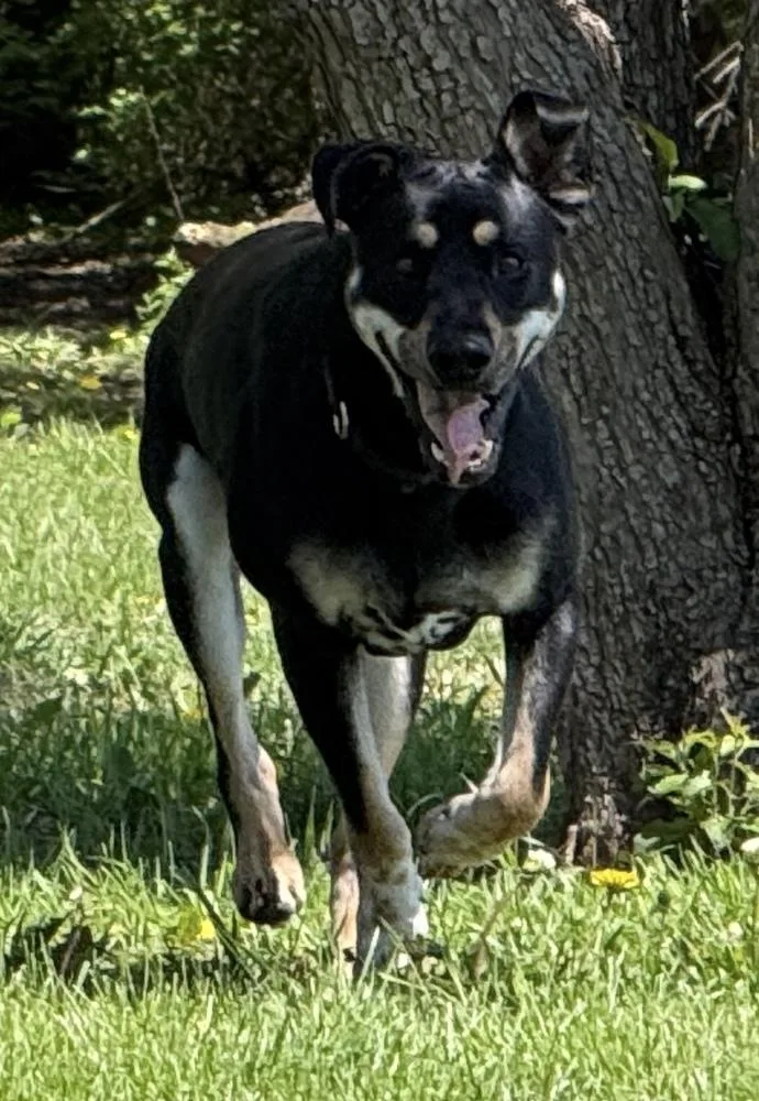 A young medium-sized male Brown / Chocolate Labrador Retriever dog named Tarzan for adoption in Poplar Grove, IL