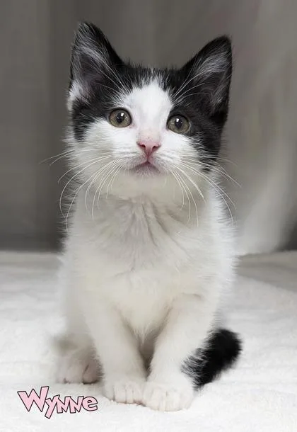 A baby small-sized female Domestic Short Hair cat named Wynne for adoption in Mason, MI