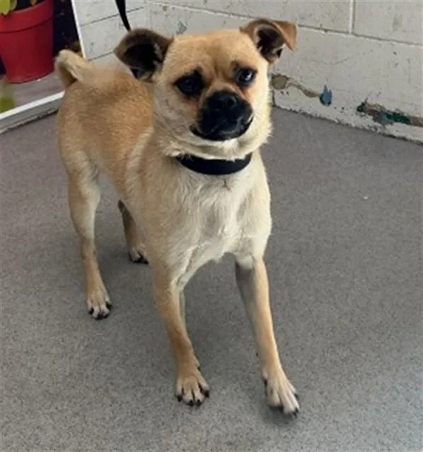A young small-sized male Pug dog named Teddy for adoption in San Bernardino, CA