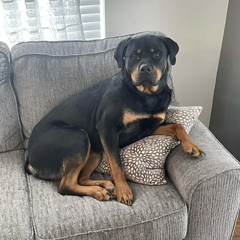 An adult large-sized female Bicolor Rottweiler dog named Bella for adoption in Rochester, NY
