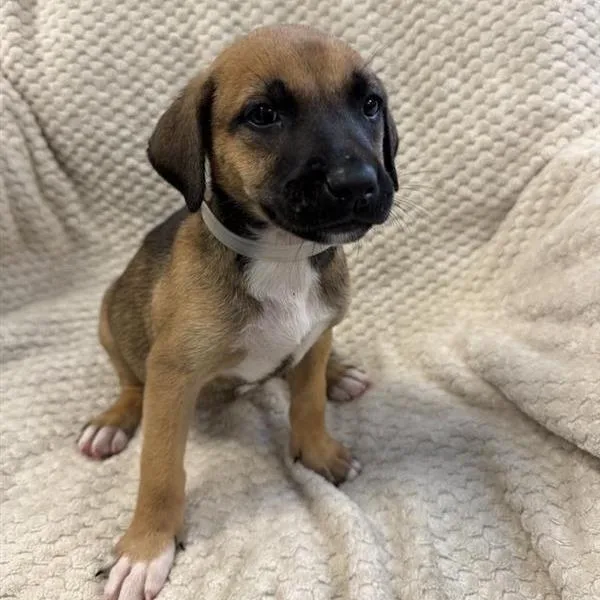 A baby small-sized female Shepherd dog named Cedar for adoption in Hawthorne, CA