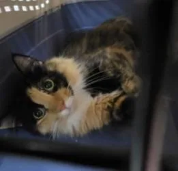 A young large-sized female Domestic Medium Hair cat named Callie Kat for adoption in Rome, GA