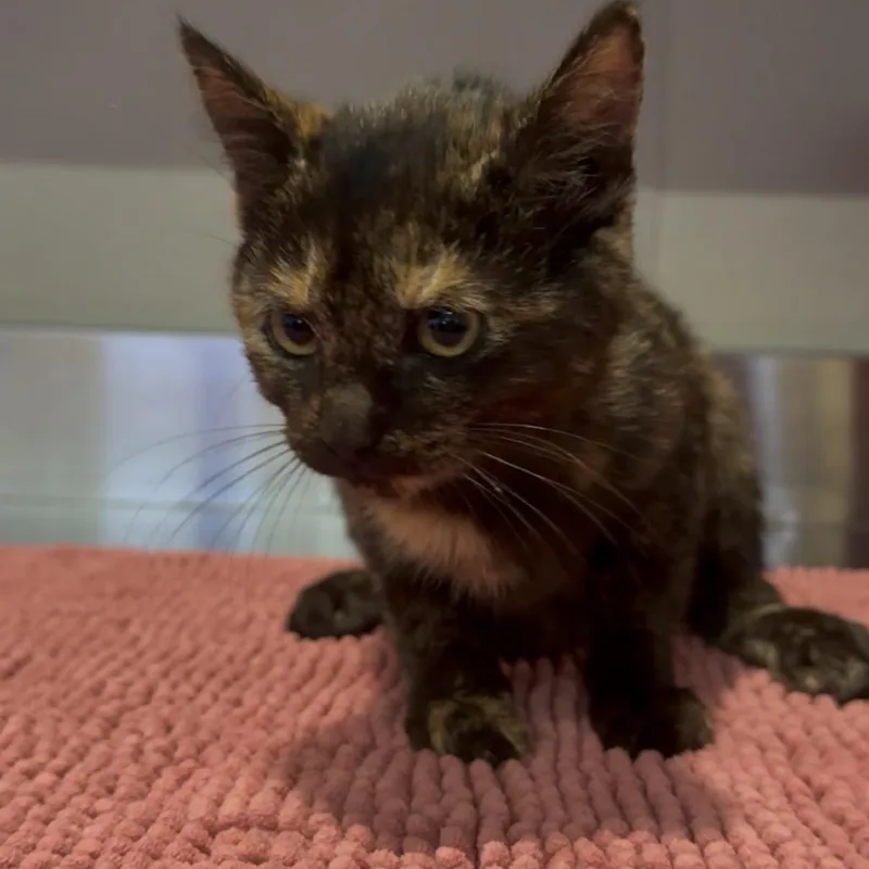 A baby small-sized female Tortoiseshell Domestic Short Hair cat named Bunny for adoption in San Gabriel, CA