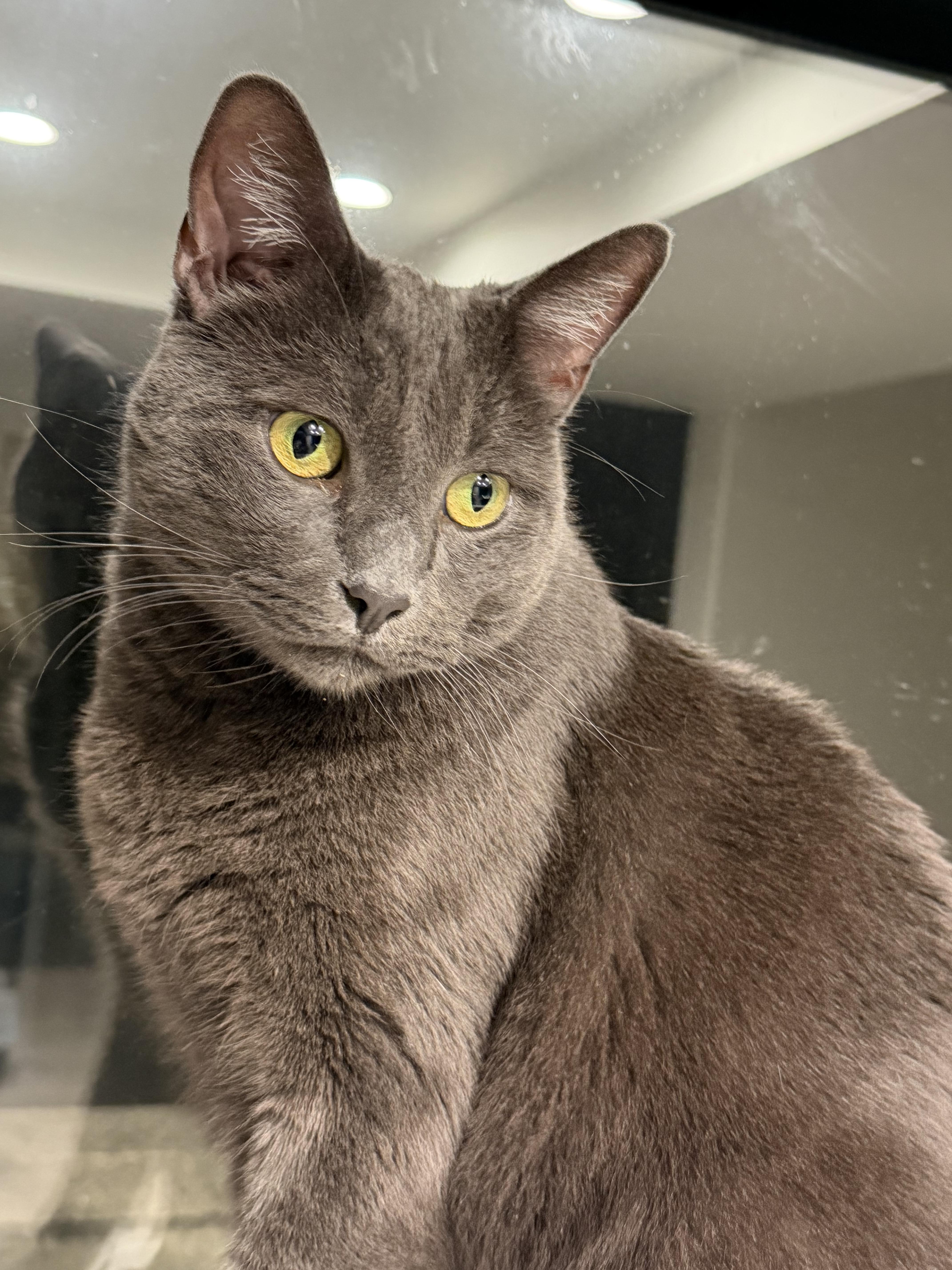 A young large-sized male Gray / Blue / Silver Russian Blue cat named Nergal for adoption in San Juan Capistrano, CA