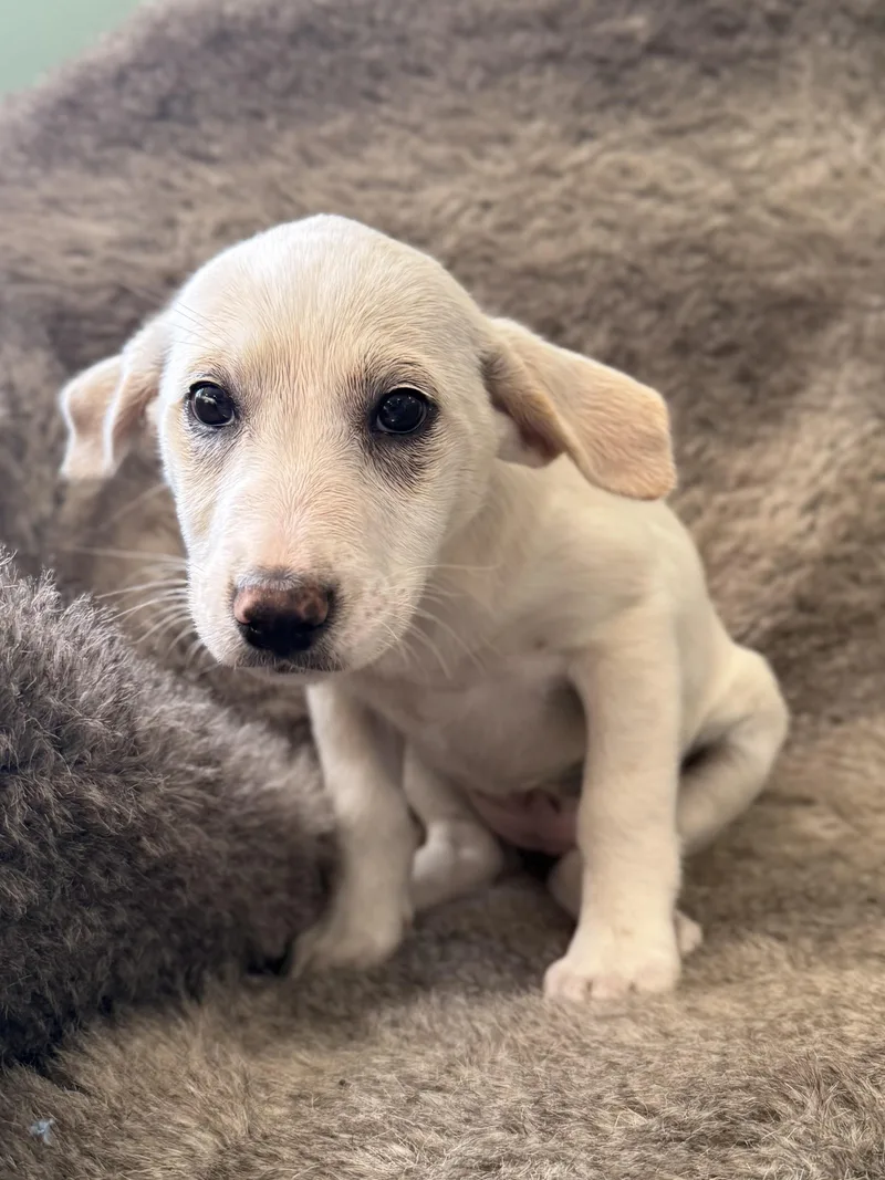 Lila