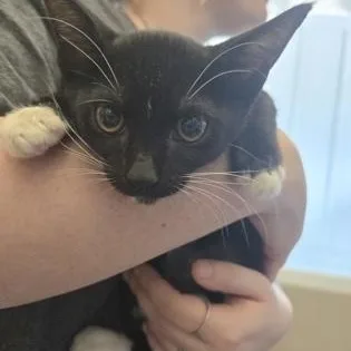 A baby small-sized female Black & White / Tuxedo Domestic Short Hair cat named Allie for adoption in Fernandina Beach, FL