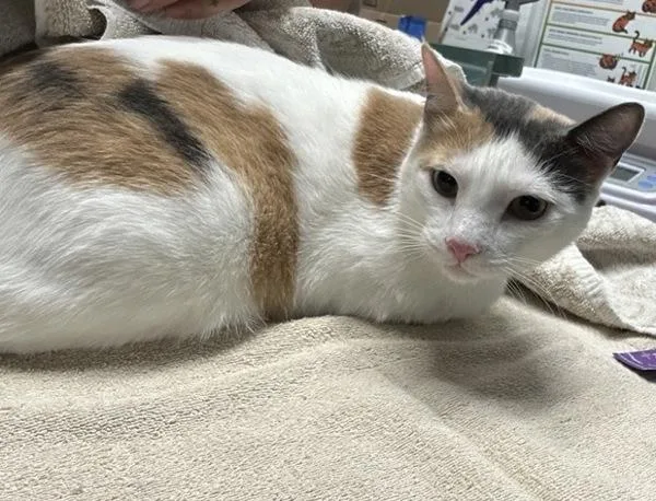A young medium-sized female Domestic Short Hair cat named Patches for adoption in Escondido, CA