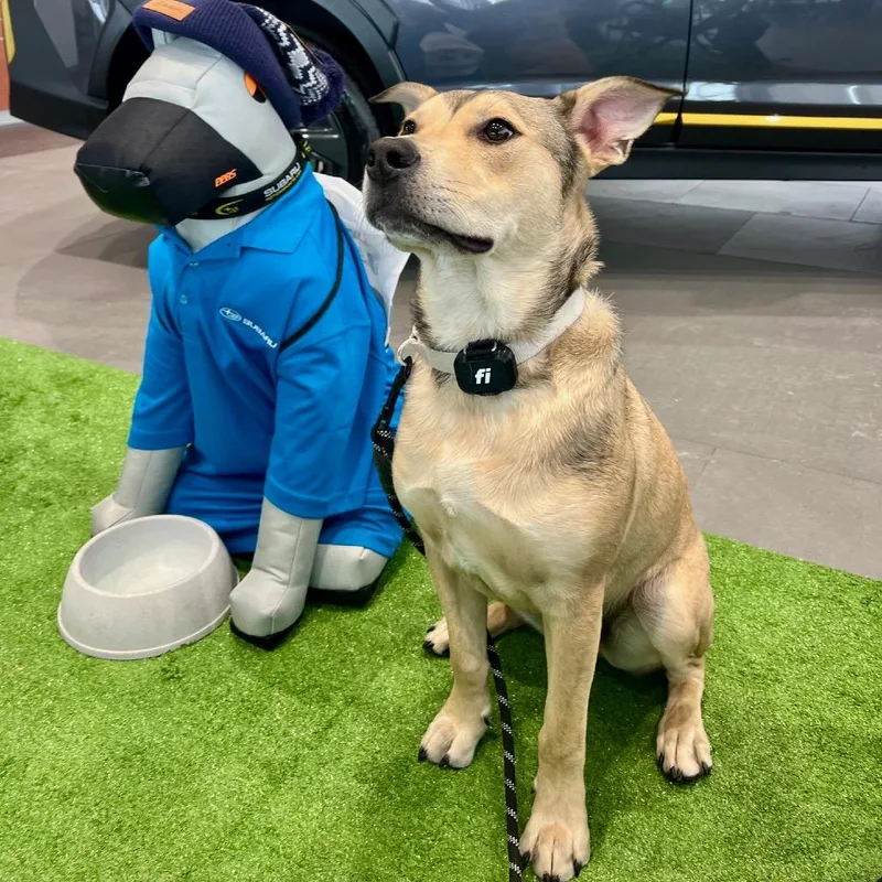 A young medium-sized male Yellow / Tan / Blond / Fawn Cattle Dog dog named Bandit for adoption in Alma, WI