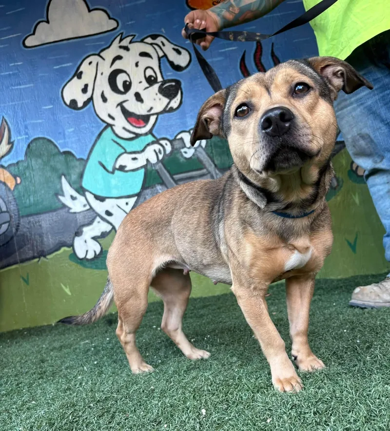 An adult medium-sized female Sable Terrier dog named Wendy for adoption in Vandergrift, PA