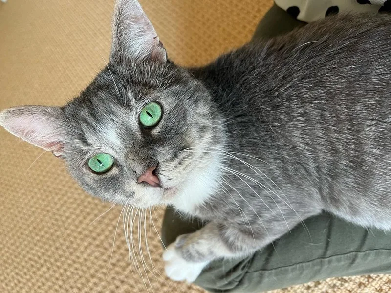 An adult large-sized male Domestic Short Hair cat named Mr. Forehead for adoption in Raleigh, NC