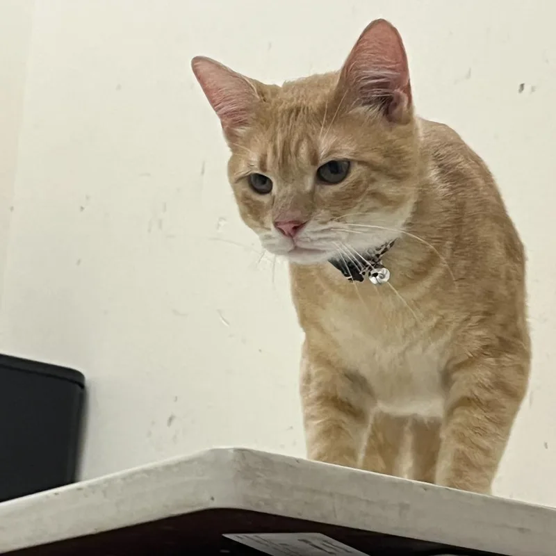 Weather Tech thumbnail 2