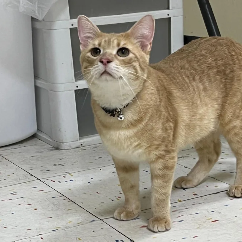 Weather Tech thumbnail 3