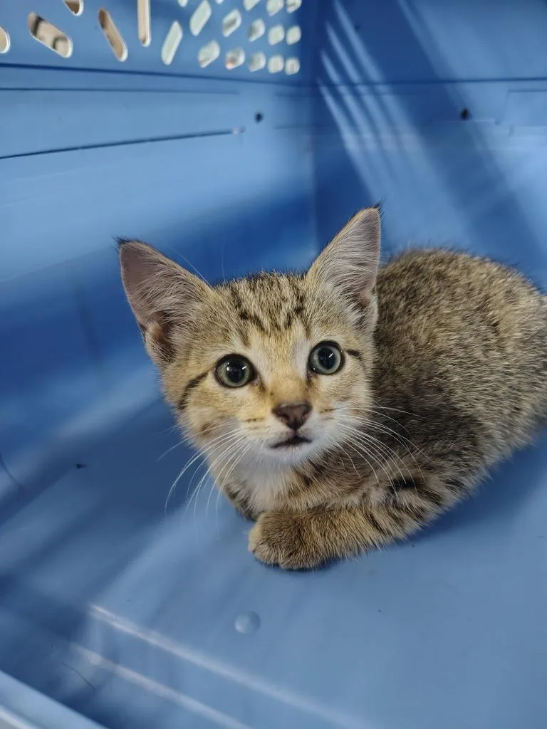 A baby small-sized female Domestic Medium Hair cat named Raven for adoption in Murray, KY
