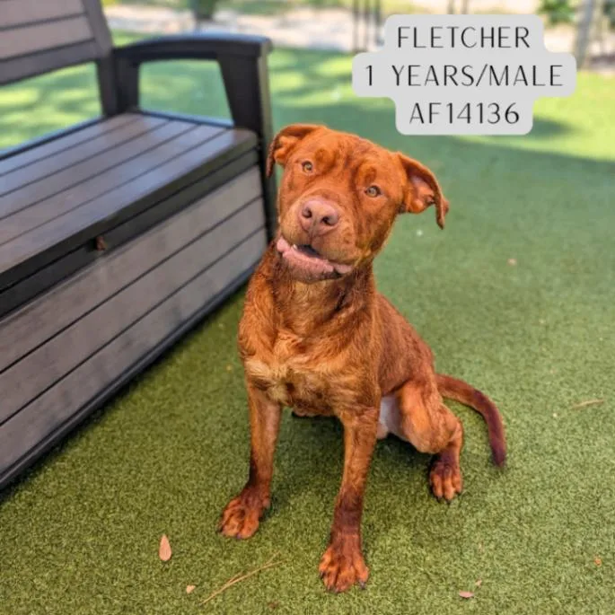 An adult large-sized male Red / Chestnut / Orange Pit Bull Terrier dog named Fletcher for adoption in Supply, NC