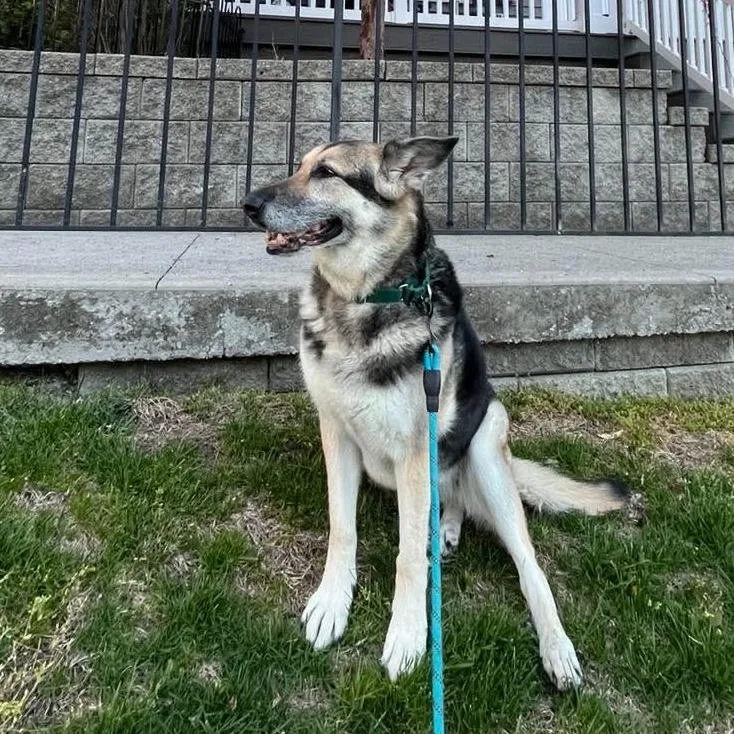 A senior large-sized female Yellow / Tan / Blond / Fawn German Shepherd Dog dog named Nikki for adoption in Long Island City, NY
