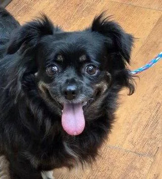 An adult small-sized female Spaniel dog named Carly for adoption in Evergreen, CO