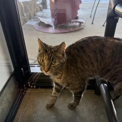 An adult medium-sized female Smoke Domestic Short Hair cat named Leia for adoption in Dubuque, IA