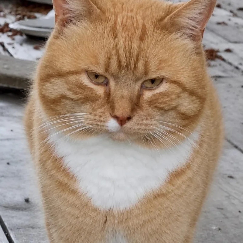 An adult small-sized male Orange / Red Domestic Short Hair cat named Finnegan for adoption in Rochester, MN