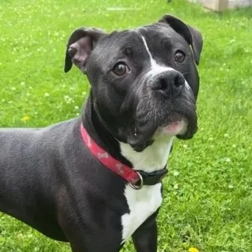A young medium-sized male Black Pit Bull Terrier dog named Cheese for adoption in Naperville, IL