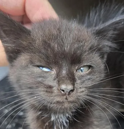 A baby small-sized female Domestic Medium Hair cat named Quinn for adoption in Gastonia, NC