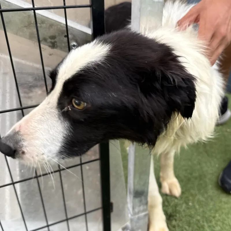 An adult medium-sized male Black Border Collie dog named Ziggy Zooms for adoption in LOXAHATCHEE, FL
