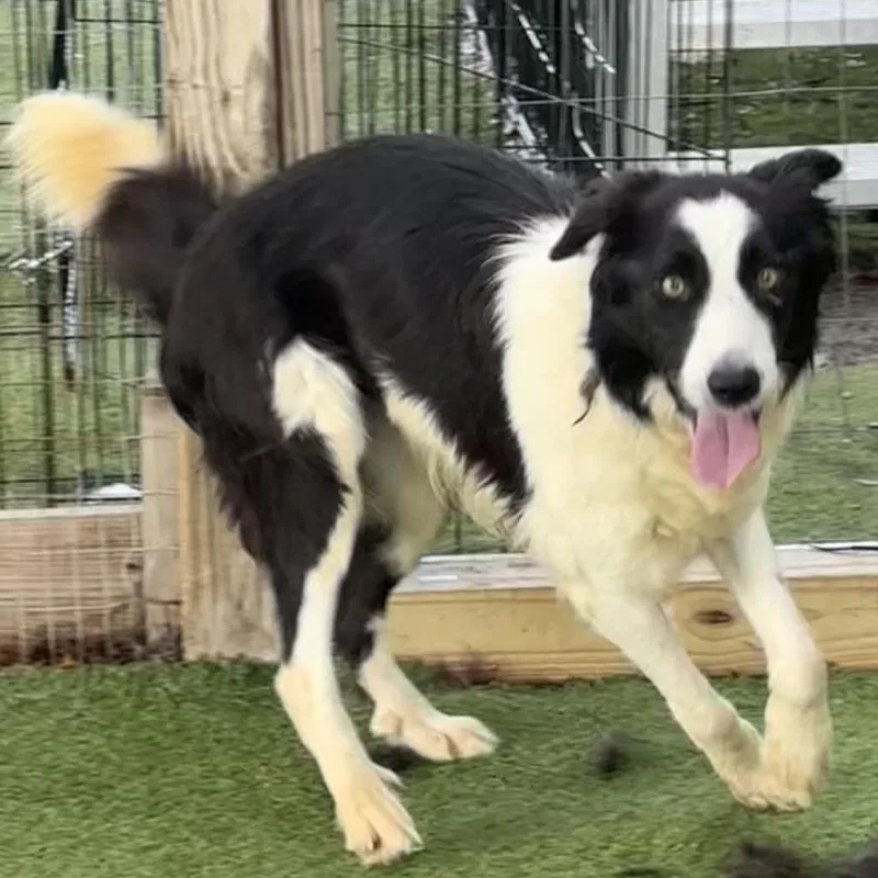 Ziggy Zooms thumbnail 3