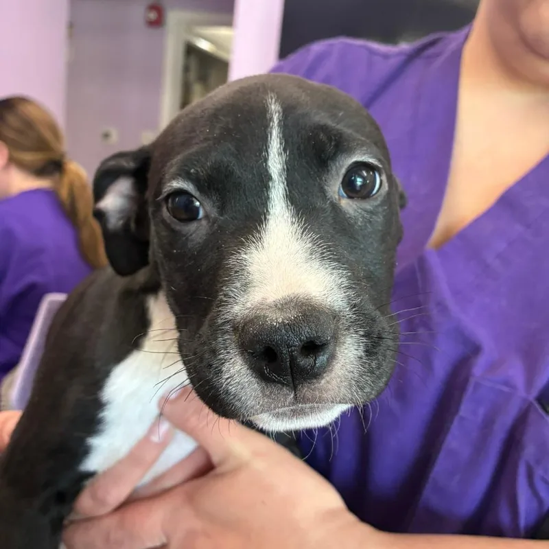A baby small-sized female Black Pit Bull Terrier dog named Cherry Jam for adoption in Northbrook, IL