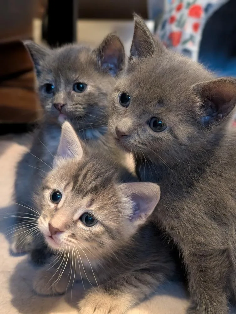 A baby small-sized female Domestic Short Hair cat named Cove for adoption in Chicago, IL