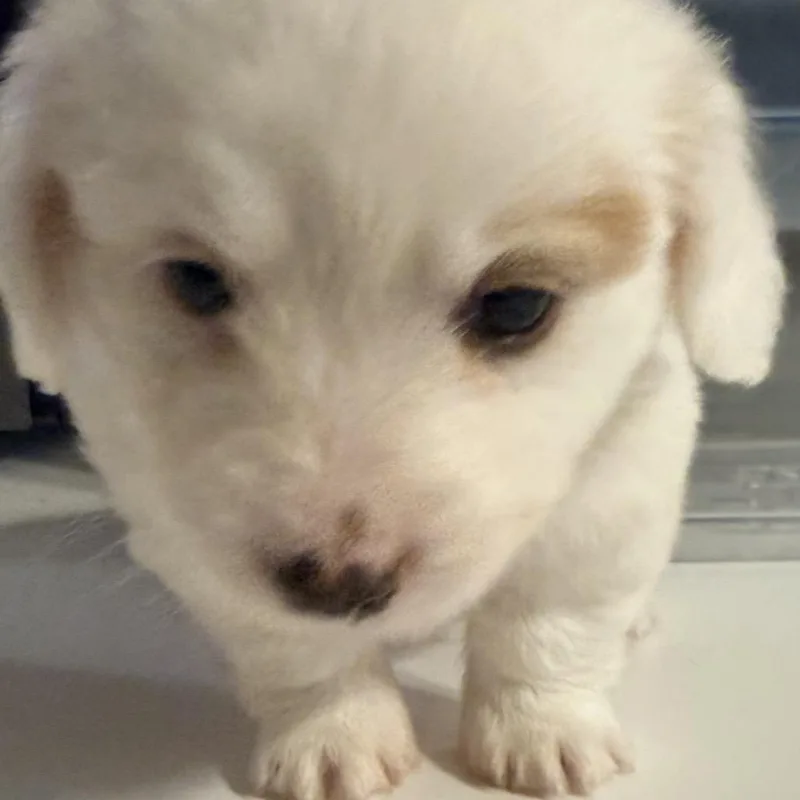 A baby small-sized male White / Cream Mixed Breed dog named Fozzy for adoption in Bismarck, ND