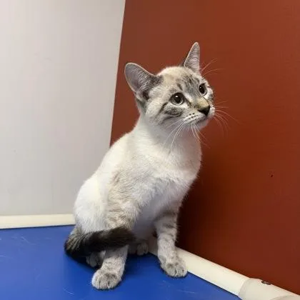 A baby small-sized male Siamese cat named Peyton for adoption in Janesville, WI