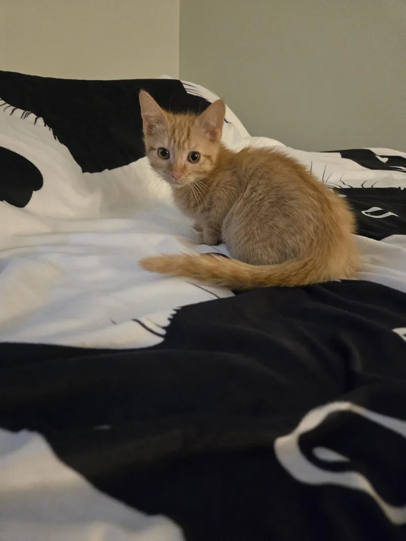 A baby medium-sized male Orange / Red Domestic Short Hair cat named Asher for adoption in Walled Lake, MI