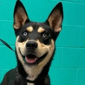 An adult medium-sized female Shepherd dog named Mamie for adoption in Denison, TX