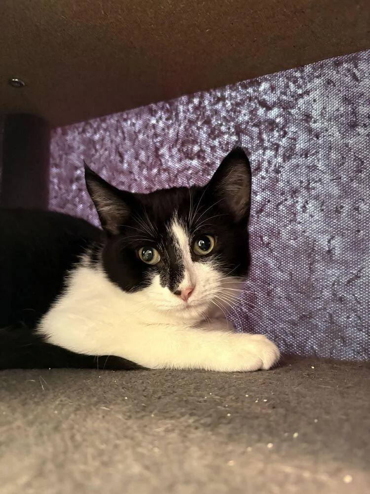 A baby small-sized male Black & White / Tuxedo Domestic Short Hair cat named Enbarr for adoption in Bowling Green, OH