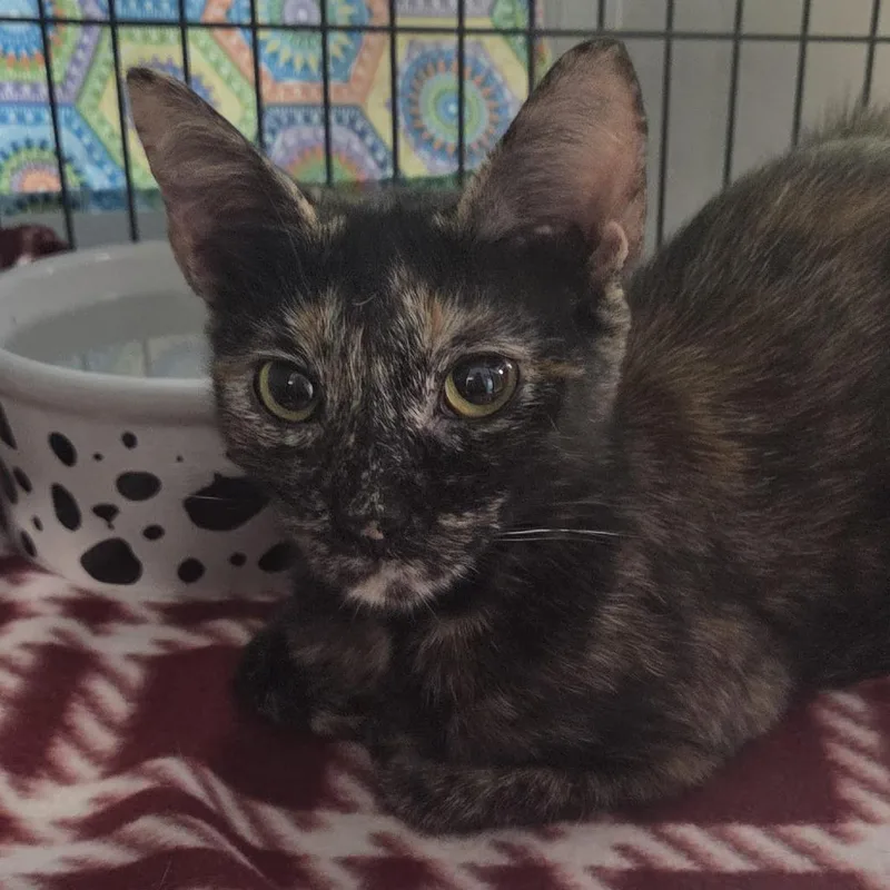 A young medium-sized female Tortoiseshell Domestic Short Hair cat named Camella for adoption in Camden, DE