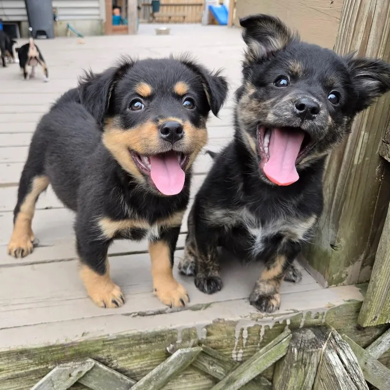 Kiriko Overwatch Support Squad thumbnail 2