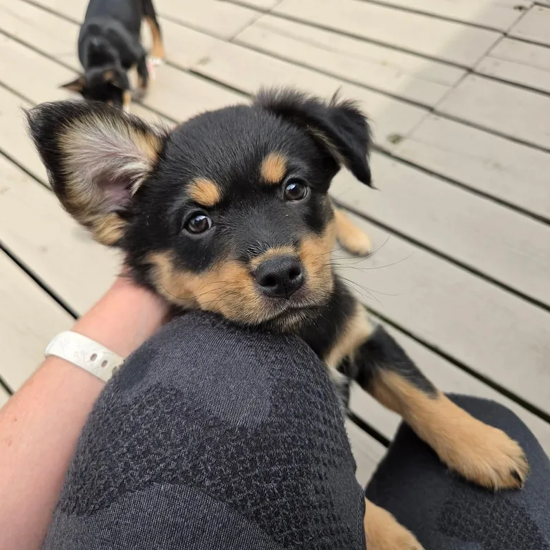 Kiriko Overwatch Support Squad