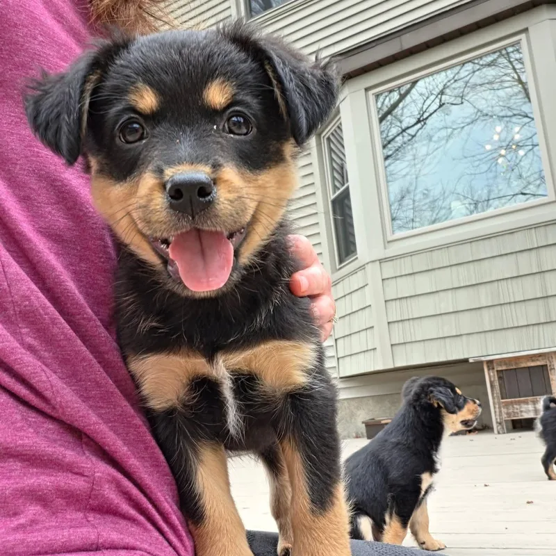 Kiriko Overwatch Support Squad thumbnail 3