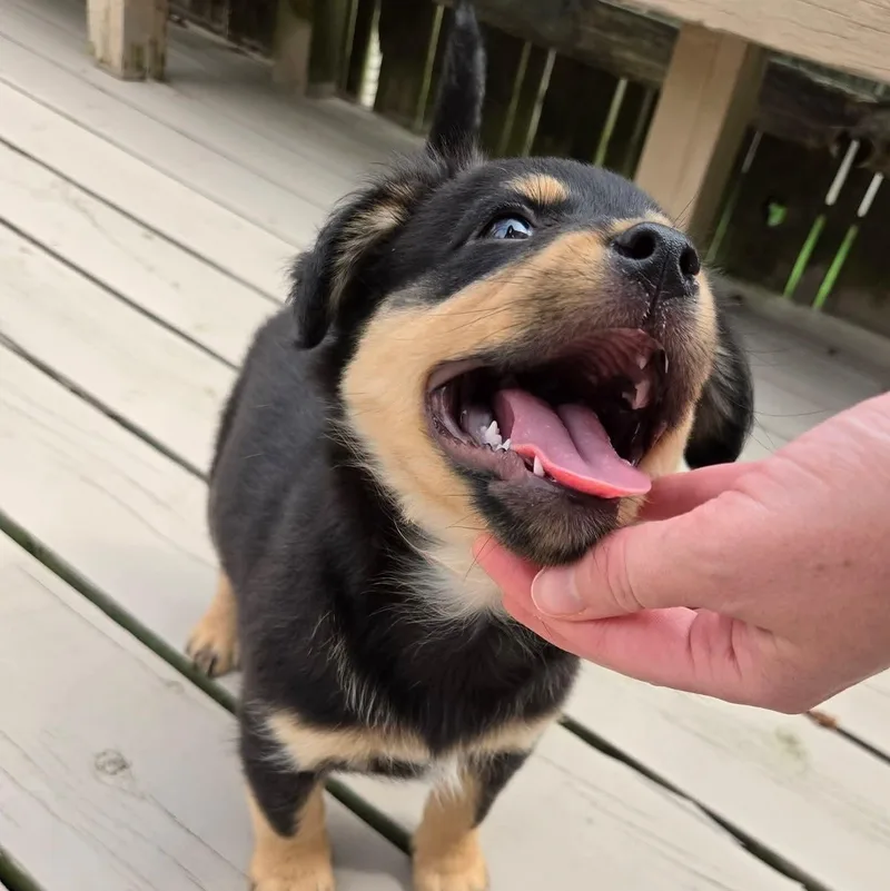 Kiriko Overwatch Support Squad thumbnail 4