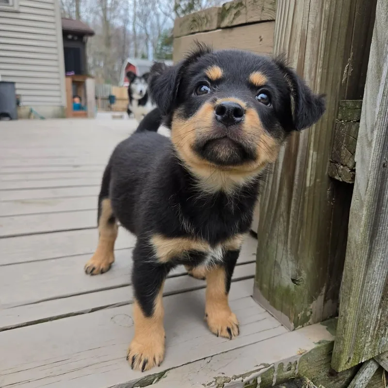 Kiriko Overwatch Support Squad thumbnail 5