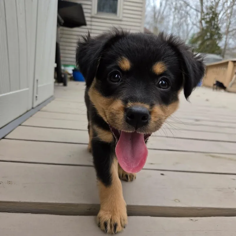 Kiriko Overwatch Support Squad thumbnail 6